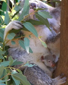 387px-Koala_with_young