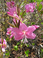180px-Rhododendron_albrechtii_2