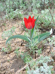180px-Wild_tulip_in_the_steppe_of_Kazakhstan