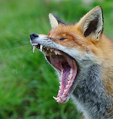 227px-Yawning_red_fox