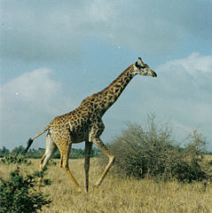 239px-GiraffeRunning