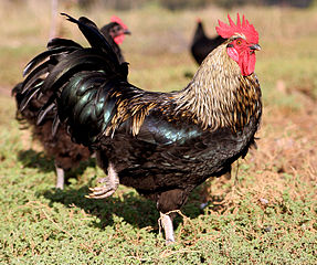 287px-Rooster03