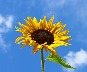 288px-Helianthus_annuus_inflorescence