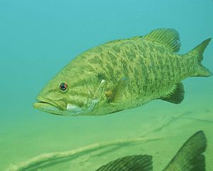 300px-Detailed_underwater_photo_of_smallmouth_bass_fish_micropterus_dolomieu