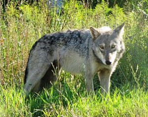 302px-Gray_Wolf_Seney_NWR_2