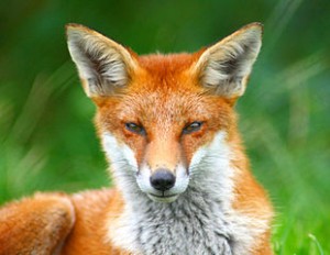 310px-Looking_Foxy