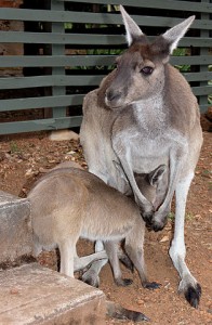 314px-Grey_Roo_with_Joey_SMC_2006