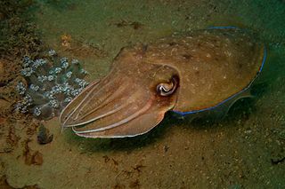 320px-42-EastTimor-Dive_1_Tasi-Tolu_41_(Cuttle-Fish)-APiazza