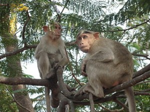 320px-A_Hokenakal_monkey_in_Hokenakal,_Dharmapuri_district,_Tamil_Nadu,_India_