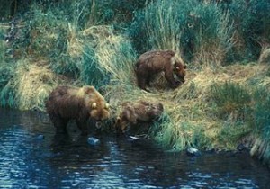 320px-A_brown_bear_sow_searches_for_food_with_her_two_yearlings