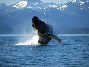 320px-Adult_Humpback_Whale_breaching