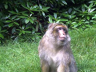 320px-Barbary_macaque_at_Trentham_Monkey_Forest