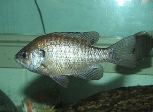 320px-BlueGill_002