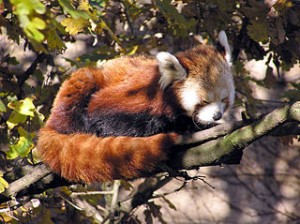 320px-Bristol_zoo_red_panda_arp