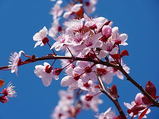 320px-Cherry_Blossom