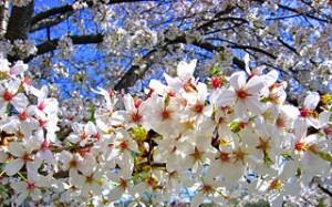 320px-Cherry_blossoms_tree