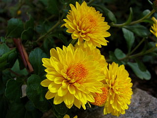 320px-Chrysanthemums_(2)