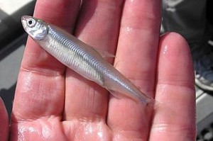 320px-Delta_smelt_fish_in_hand