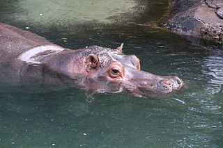 320px-Disney-Animal-Kingdom-Hippo-7940