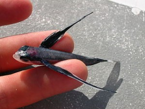 320px-Flyingfish_poisson-volant_ocean_atlantique