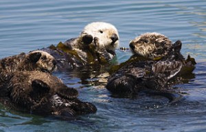 320px-Four_sea_otters