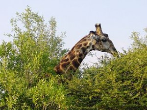 320px-Giraffa_camelopardalis_Kruger_Park