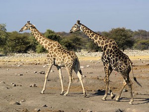 320px-Giraffa_camelopardalis_angolensis_(courting)