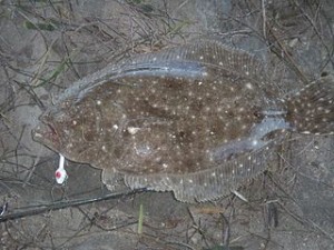 320px-Gulf_Flounder_with_hook_in_mouth