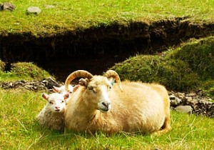 320px-Icelandic-Sheep-20030608