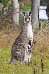 320px-Kangaroo_and_joey03