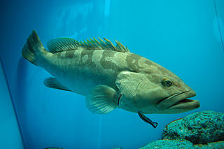 320px-Kelp_bass_with_streak_cleaner_wrasse