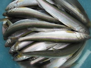 320px-Kuskokwim_Smelt