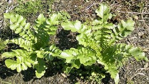 320px-Leaves_of_Japanese_Radish