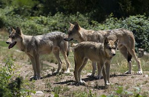 320px-Loups_siberie