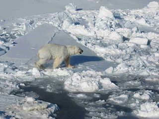 320px-Male_polar_white_bear_walks_on_pack_ice_ursus_maritimus