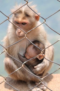 320px-Monkey_and_her_kid_at_Ooty