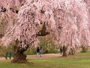 320px-Newark_cherry_blossoms