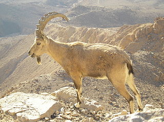 320px-Nubian_Ibex_in_Negev