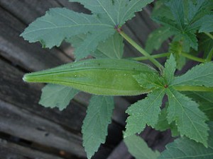 320px-Okra_Growing