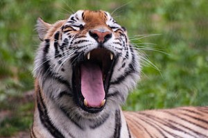 320px-Panthera_tigris_-Franklin_Park_Zoo,_Massachusetts,_USA-8a_(2)