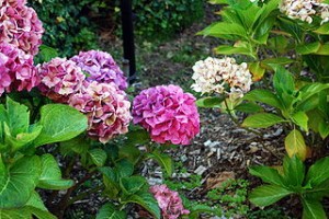 320px-PinkHydrangea3800ppx