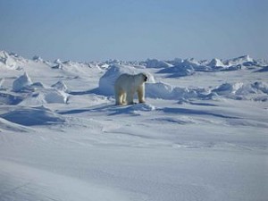 320px-Polar_white_bear_ursus_maritimus