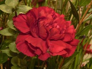 320px-Red_Carnation_Flower