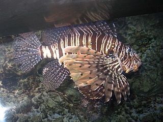 320px-Scorpion_fish_from_kuwait_(8)