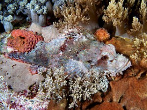 320px-Scorpionfish_komodo