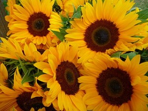 320px-Sonnenblumen_im_Bund