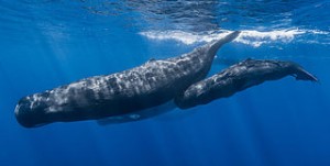 320px-Sperm_whale_pod