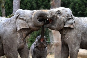 320px-Three_elephant's_curly_kisses