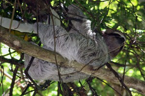 320px-Three_toed_sloth_Osa