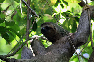 320px-Three_toed_sloth_female